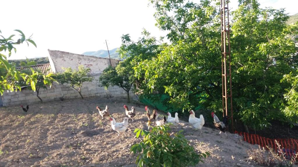 Alojamiento rural La Hontana - Castillo de Locubin  